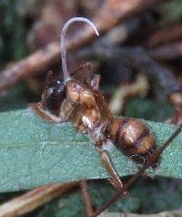Ophiocordyceps camponoti-atricipis image