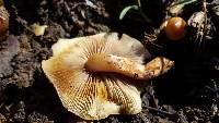 Pholiota highlandensis image