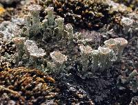 Cladonia pyxidata image