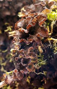 Peltigera evansiana image