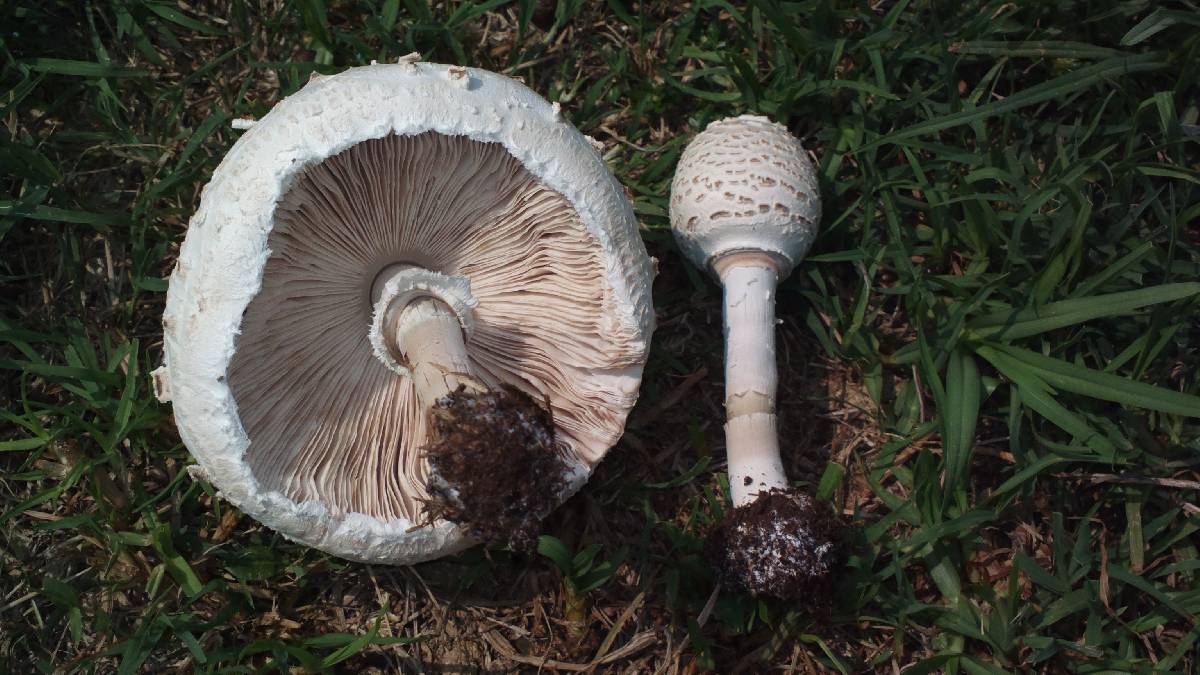 Chlorophyllum globosum image