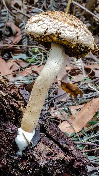 Boletellus dissiliens image