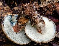 Gyroporus furvescens image