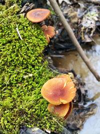 Xeromphalina tenuipes image