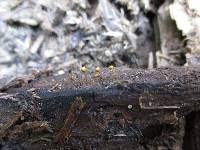 Trichia decipiens image