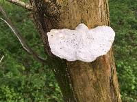 Trametes gibbosa image