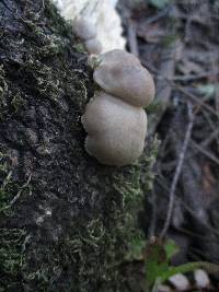 Pleurotus pulmonarius image