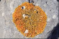 Xanthoria aureola image