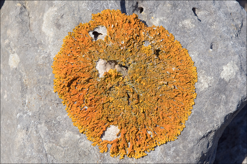 Xanthoria aureola image