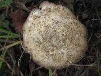 Amanita protecta image