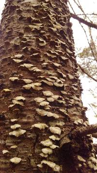 Trichaptum abietinum image