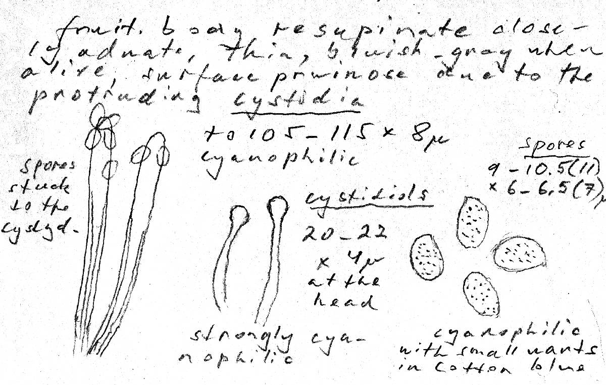 Xenasma rimicola image