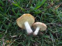 Suillus pseudobrevipes image