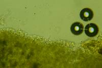 Lyomyces erastii image