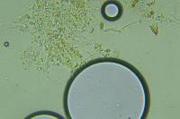 Lyomyces erastii image