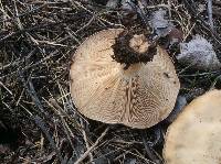 Clitocybe brunneocephala image