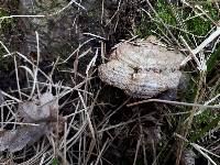 Ganoderma adspersum image