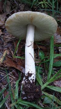 Amanita marmorata image