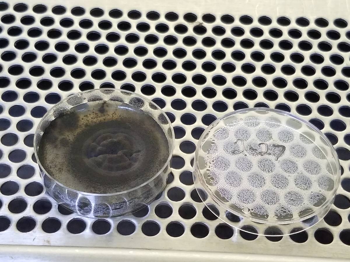 Cladosporium cladosporioides image