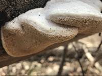 Trametes suaveolens image