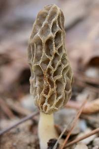 Morchella sceptriformis image