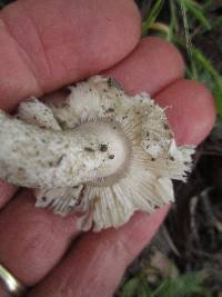 Amanita protecta image