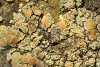 Lecanora albellula var. albellula image