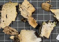 Steccherinum fimbriatum image