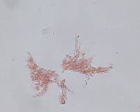 Steccherinum fimbriatum image