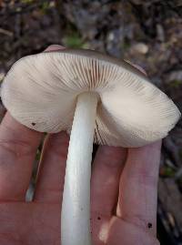 Pluteus exilis image