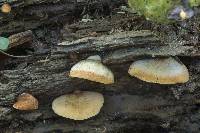 Crepidotus applanatus image