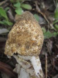 Amanita protecta image