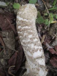 Amanita protecta image