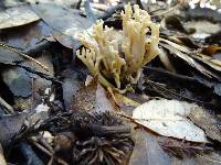 Ramaria violaceibrunnea image