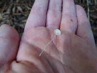 Hemimycena delectabilis image