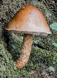 Austroboletus lacunosus image