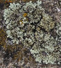 Lecanora muralis image