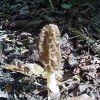 Morchella sceptriformis image