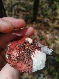 Russula cessans image