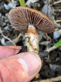 Cortinarius glutinosoarmillatus image