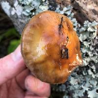 Cortinarius glutinosoarmillatus image