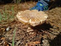 Amanita persicina image