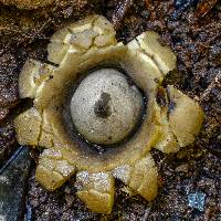 Geastrum triplex image