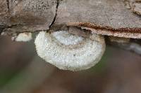 Trametes hirsuta image