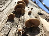 Crepidotus calolepis image
