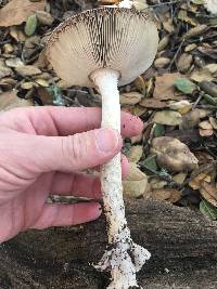 Amanita constricta image