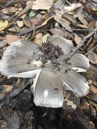 Amanita constricta image