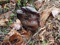 Gyromitra infula image