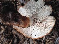 Tricholoma fracticum image