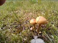 Agrocybe molesta image